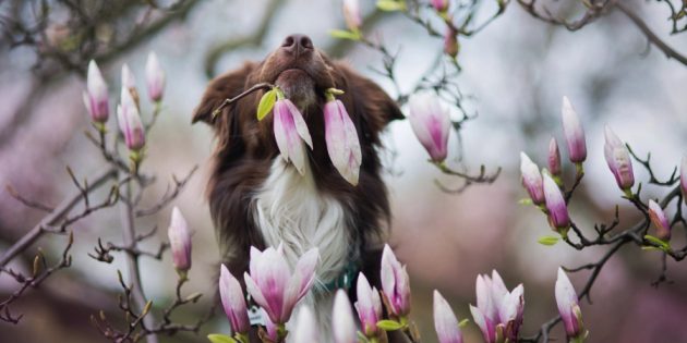 Як робити гарні фото собак: налаштуйтеся на зйомку