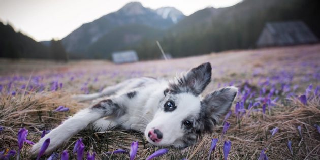 Як робити гарні фото собак: камера та об'єктив мають значення