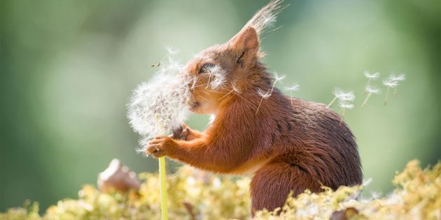 Найсмішніші фото тварин — білка з кульбабою