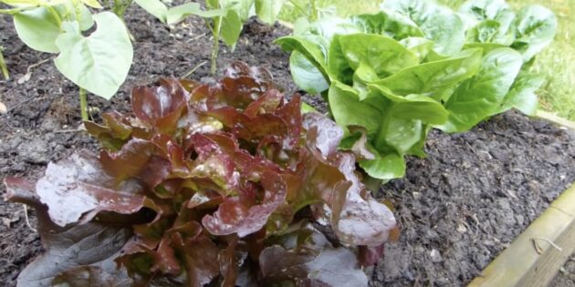 Що можна посадити у липні на городі: салат
