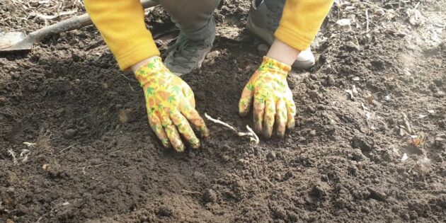 Як посадити флокси: засипте квітку ґрунтом