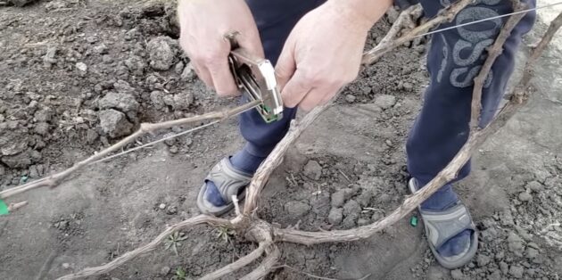 Як підв'язати виноград правильно: закріпіть гілку на нижньому тросі
