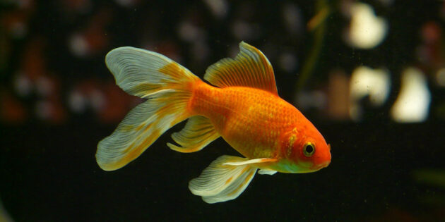 Акваріум для початківців: золота рибка