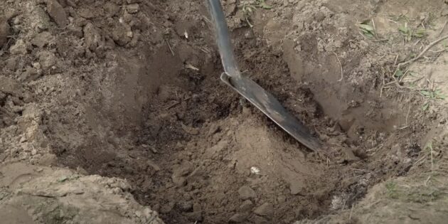 Коли і як садити абрикос: насипте в яму ґрунт