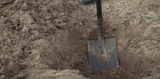 Коли і як садити абрикос: викопайте яму