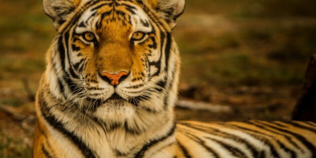 Найнебезпечніші тварини: тигр