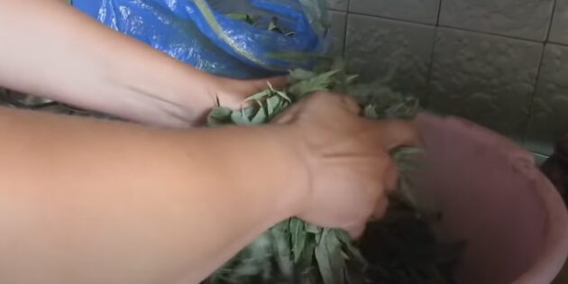 Як ферментувати та сушити іван-чай: розімніть листя