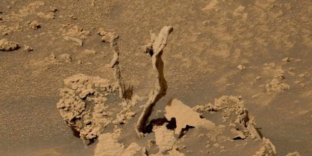 Знахідки на Марсі: «саксаул»