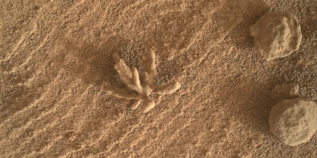 Знахідки на Марсі: «квітка»