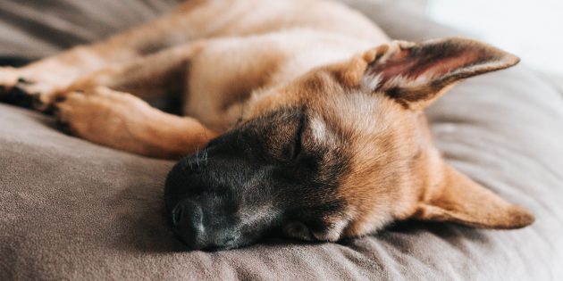 11 міфів про собак, у які ви вірите даремно