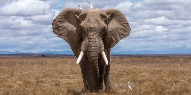 Найнебезпечніші тварини: слон
