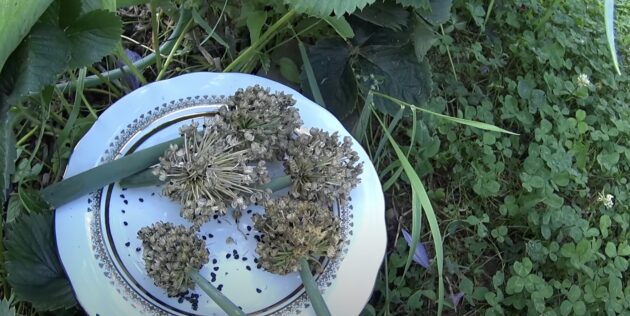 Як зібрати насіння цибулі: заберіть суцвіття під навіс