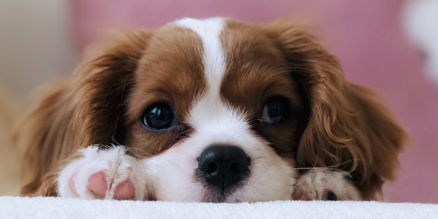 11 міфів про собак, у які ви вірите даремно