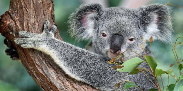 Милі тварини, які насправді дуже небезпечні: коала