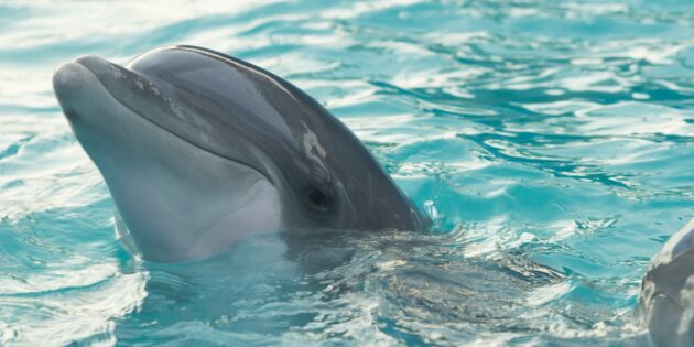 Милі тварини, які насправді дуже небезпечні: дельфін