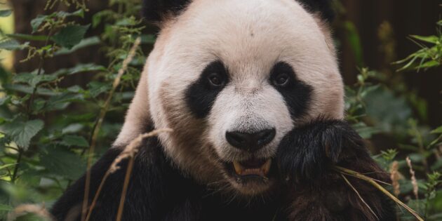 Милі тварини, які насправді дуже небезпечні: панда