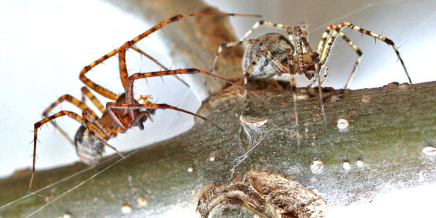 Самець та самка павука-гамака