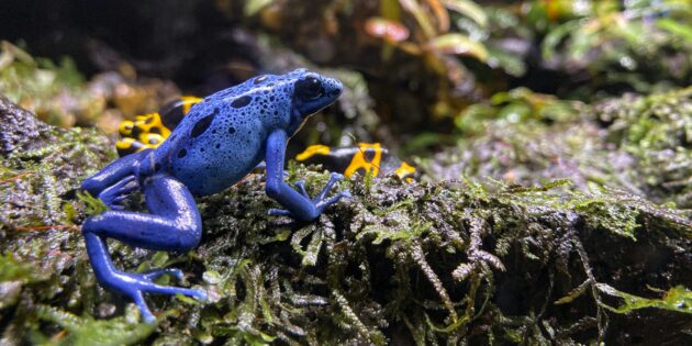 Блакитний дереволаз, отруйна деревна жаба