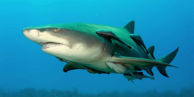 5 лякаючих фактів про морських тварин: лимонна акула