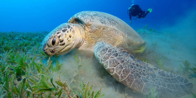 5 лякаючих фактів про морських тварин: морська черепаха