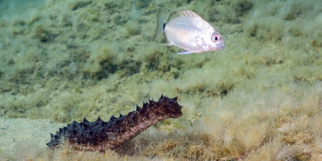 5 лякаючих фактів про морських тварин: морський огірок