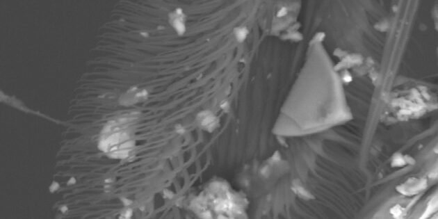 Електронна мікрофотографія пульвіли кімнатної мухи - волосистої подушечки на лапі, які дозволяють прикріплюватися до стін та стелі.